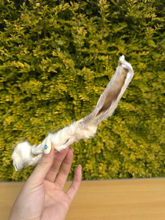 Rabbit Ears