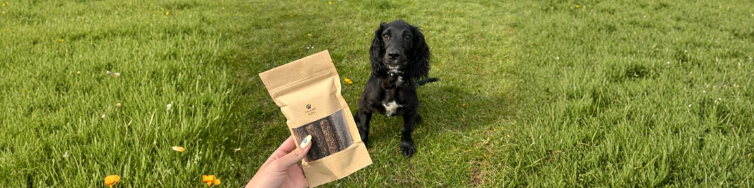 How to Read Dog Treat Labels (And What to Avoid)