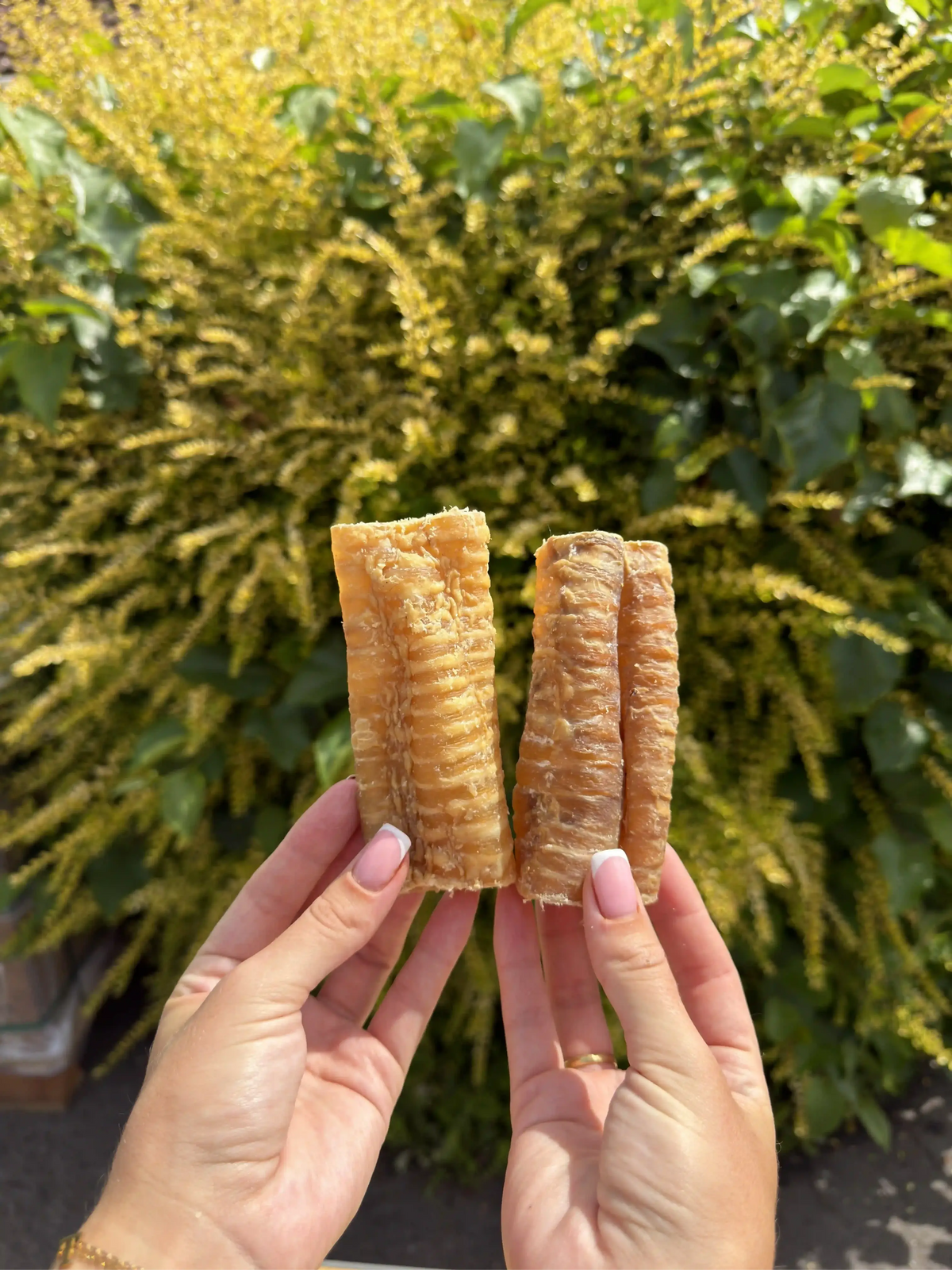 Beef Trachea x2